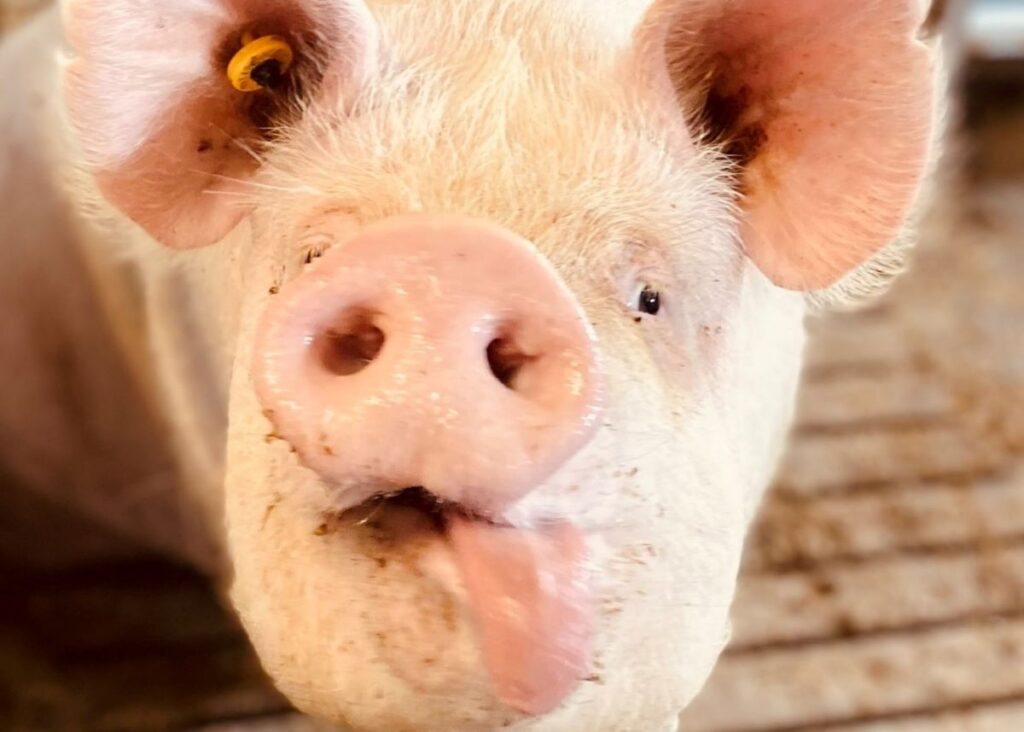 Svensk Rapsgris På väg mot smågrisbrist!? - Svenska Köttföretagen AB