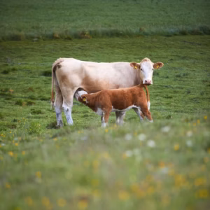 Ko med kalv på bete. Foto: Svenskt Kött.
