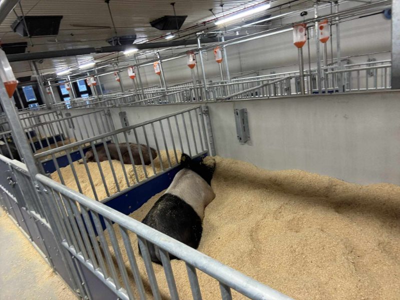 Galt vilar på spånbädd