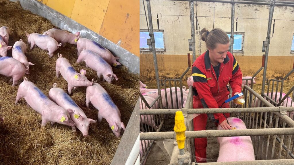 Bild från projekt livdjur 2.0